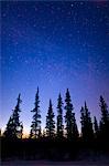 Silhouette d'épinettes contre un ciel étoilé au crépuscule à large col, centre-sud de l'Alaska, hiver