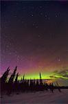 Silhouette of spruce trees against a Northern Light filled sky in Broad Pass, Southcentral Alaska, Winter