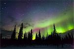 View of Northern Lights above spruce trees in Broad Pass, Southcentral Alaska, Winter