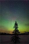 Silhouette of a spruce tree against the Northern Lights in Broad Pass, Southcentral Alaska, Winter