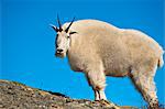 A Mountain Goat near Exit Glacier's Harding Icefield Trail, Kenai Fjords National Park, Kenai Peninsula, Southcentral Alaska, Summer