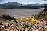 Scenic view of yellow wildflowers, Alpine Arnica, blooming on a rocky ridge above the Thorofare River with the Alaska Range, Denali National Park, Interior Alaska, Summer