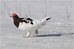 Gros plan d'un lagopède des saules mâle avec changement de plumage, marchant sur la neige près de Savage River, Parc National de Denali, Alaska intérieur, printemps