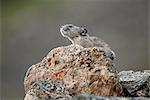 Collared Pika sits on a rock near Polychrome Pass in Denali National Park and Preserve, Interior Alaska, Summer