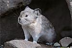Collared Pika sits at entrance to its den in a rockpile near Igloo Creek in Denali National Park and Preserve, Interior Alaska, Fall