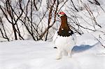 Male Willow Ptarmigan in breeding plumage stands on snow near Savage River, Denali National Park and Preserve, Interior Alaska, Spring