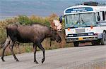 Erwachsene Bull Moose durchquert den Park Road vor einem Camp Denali Tour-Bus in der Nähe von Wonder Lake in Denali Nationalpark und Reservat, Alaska Interior Sommer