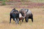 Deux adultes Bull Moose spar dans une prairie près du lac Wonder Denali National Park and Preserve, intérieur de l'Alaska, automne