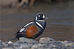 Male Harlequin Duck sits on gravel bar next to Savage River in Denali National Park and Preserve, Interior Alaska, Spring