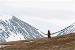 Un grizzli mâle adulte des enquêtes de terrain en se tenant debout sur les pattes postérieures au col de la Sable, Denali National Park et Preserve, intérieur de l'Alaska, printemps