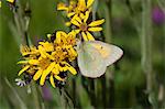 Gros plan du soufre Hecla papillon sur une fleur de verge d'or du Nord dans le Denali National Park and Preserve, intérieur de l'Alaska, l'été