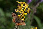 Close up of the butterfly Arctic Fritillary on a Blacktip Ragwort flower in Denali National Park and Preserve, Interior Alaska, Summer
