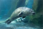 Erwachsener Harbor Seal schwimmt unter Wasser im Alaska Sealife Center in Seward, Kenai-Halbinsel, South Central Alaska, Frühling, Captive
