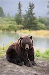 Un grizzli adulte s'assied et se trouve dans le centre de Conservation de la faune Alaska près de Portage, centre-sud de l'Alaska, printemps, captif