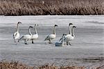 Un troupeau de cygnes siffleurs marcher sur la glace dans le marais de Potter près d'Anchorage, centre-sud de l'Alaska, printemps