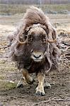 An aggressive cow Muskox charges, Alaska Wildlife Conservation Center, Southcentral Alaska, Summer. Captive