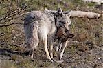 Coyote avec un lièvre mort dans sa bouche, centre de Conservation de la faune de l'Alaska, Centre-Sud Alaska, l'été. En captivité