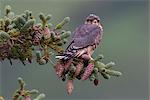 A Merlin (Pigeon Hawk) perches on a pine cone decorated Spruce tree limb in Turnagain Pass, Kenai Peninsula, Southcentral Alaska, Summer