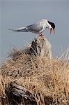 An adult Arctic Tern sits on a driftwood stump and calls, Southcentral Alaska, Spring