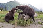 A pair of captive Brown bears snarl and touch open mouths over a log at Alaska Wildlife Conservation Center, Southcentral Alaska, Summer. Captive