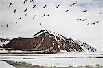 Mouettes survolant la rivière Copper en quête d'eulakane au début du printemps pendant la débâcle, les montagnes Chugach, Delta de la rivière Copper, centre-sud de l'Alaska, printemps