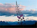 Malerischer Blick auf den Mt. McKinley und die Alaskakette im Morgenlicht mit eine Schmalblättriges Weidenröschen Blüte im Vordergrund, in der Nähe von George Parks Highway, South Central Alaska, Sommer