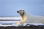 An adult polar bear rests along on a shoreline of a barrier island outside Kaktovik on the northern edge of ANWR, Arctic Alaska, Fall