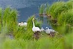 Deux adultes cygne reposer avec leurs quatre jeunes poussins sur un nid à côté d'un étang le long de l'autoroute de Denali, Alaska intérieur, été