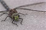 Macro view of a dragonfly resting on a boardwalk railing in Katmai National Park & Preserve, Southwest Alaska, Summer