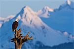 Ein Weißkopfseeadler thront auf einem Baumstumpf am Spieß Homer im Homer, Kachemak Bay South Central Alaska, Winter, Kenai-Halbinsel