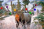 View of an adult bull moose with Christmas ornaments hanging from its antlers, Denali National Park and Preserve, Interior Alaska, Winter, COMPOSITE