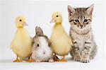 Kitten, ducklings, and rabbit, studio shot