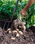 Potatoes being harvested.