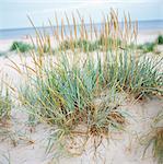 A tuft of grass on a beach, close-up.