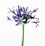 A purple African lily on a white background, close-up.