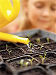 Small plants being watered.