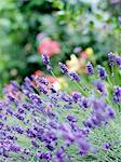 Flowering lavender.