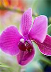 Purple flower, close-up.