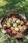 Panier de pommes cueillies fraîches