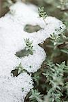 Snow on branches of thyme plant