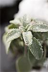 Frosted leaves of sage plant