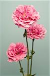 Carnations