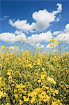 Rape field with blue sky and white clouds