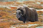 Moschusochsen, Dovrefjell-Sunndalsfjella-Nationalpark, Norwegen