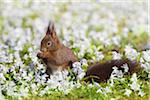 Eurasische rote Eichhörnchen füttern, Deutschland