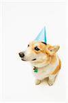 Corgi portant chapeau de fête