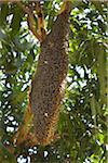 Swarm of Giant Honeybees on Honeycomb in Mango Tree, Ubon Ratchathani, Thailand