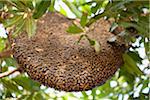 Giant Honey Bee Nest Hanging from Mango Tree
