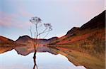 Lone Tree in Lake, Lake Buttermere, Lake District, England