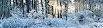 Woodland at Sunrise after Snow Fall, Dorset, England